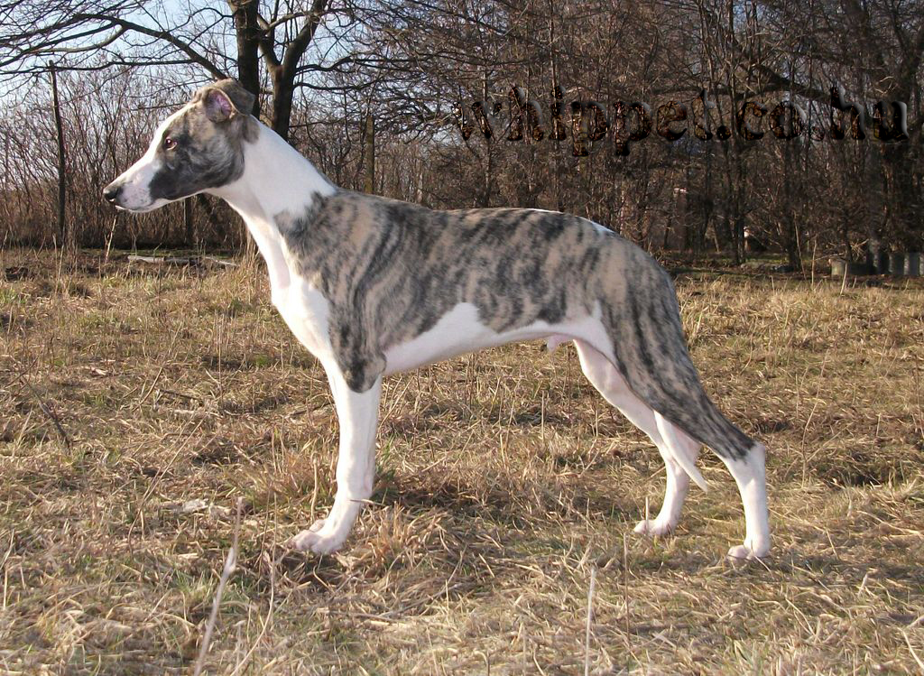 Galahault whippet male