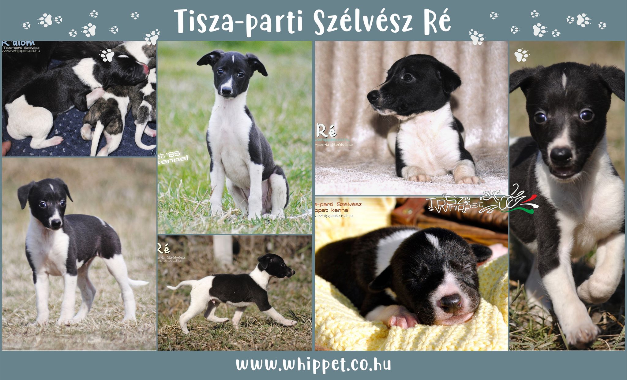 Tisza-parti Szélvész Ré whippet puppy for sale