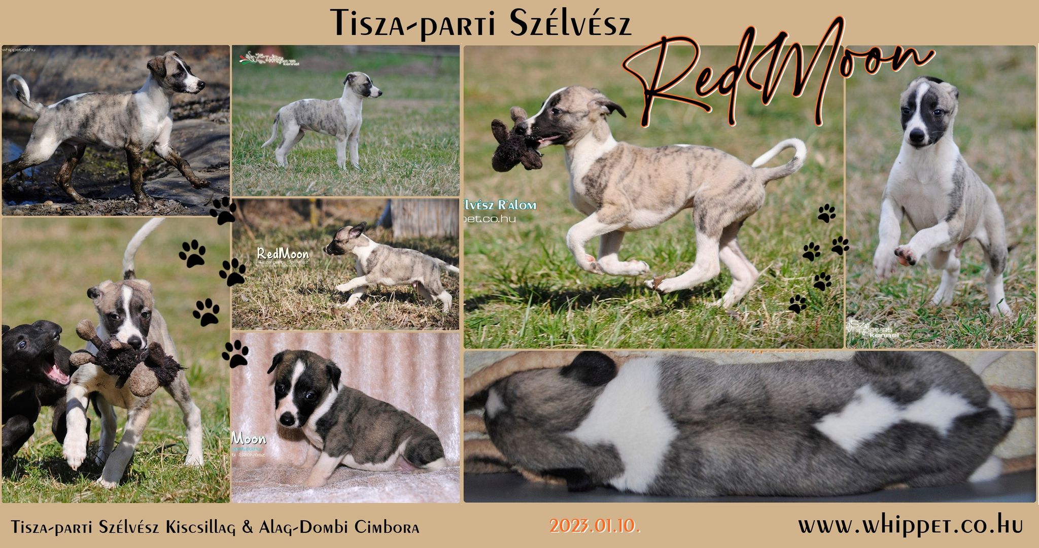 Tisza-parti Szélvész RedMoon whippet puppy for sale