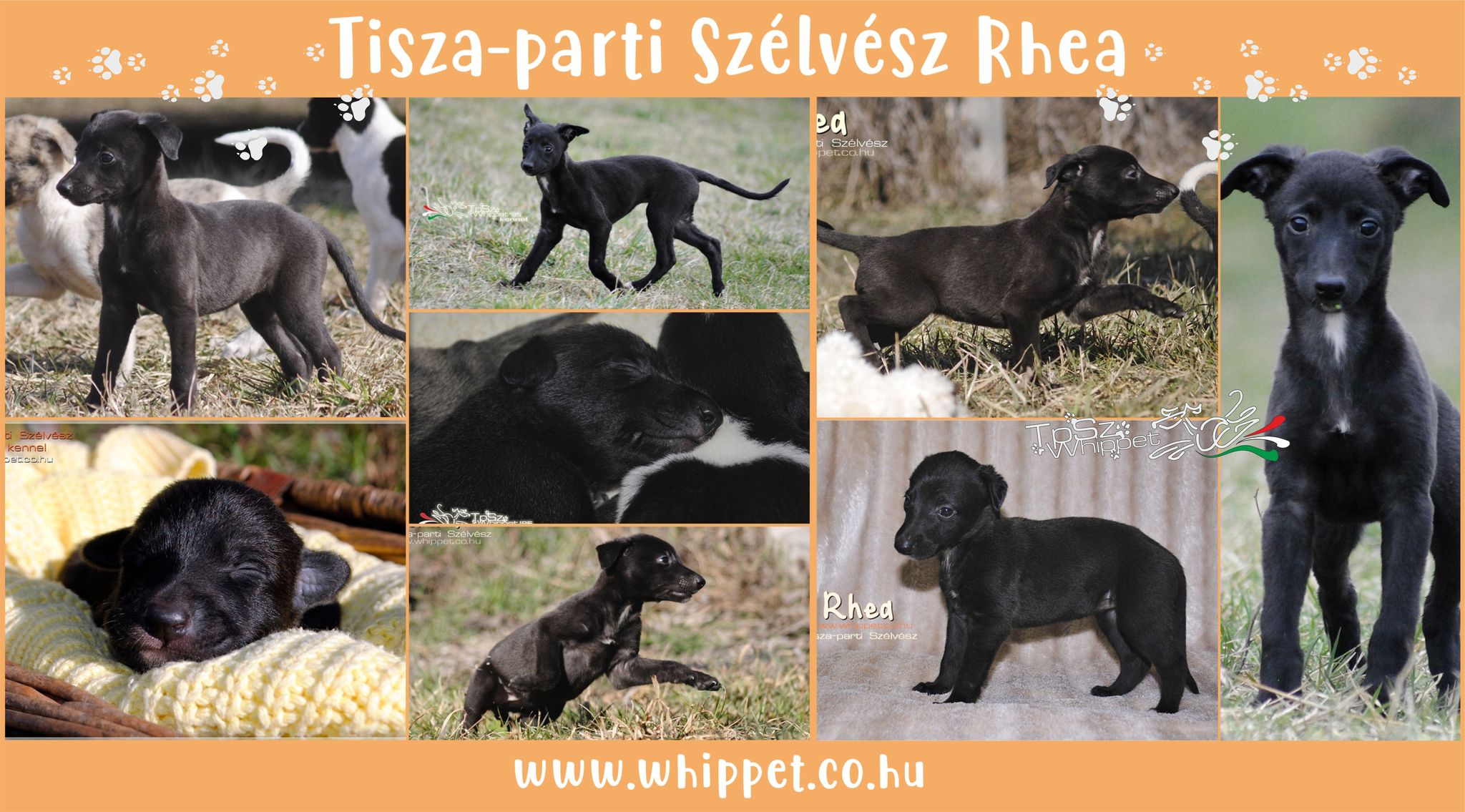 Tisza-parti Szélvész Rhea whippet puppy for sale